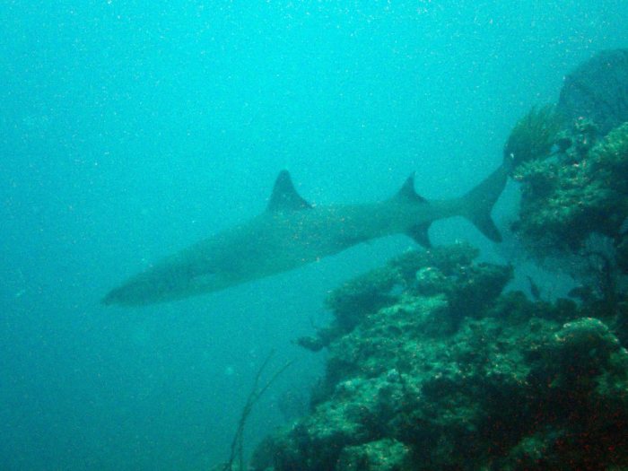 Requin à pointe blanche du lagon