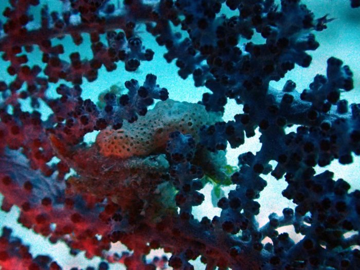 Hippocampus bargibanti