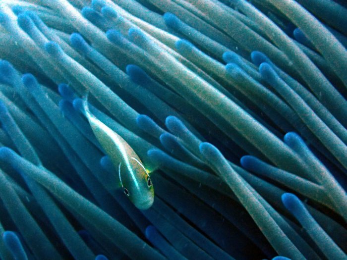 Amphiprion perideraion