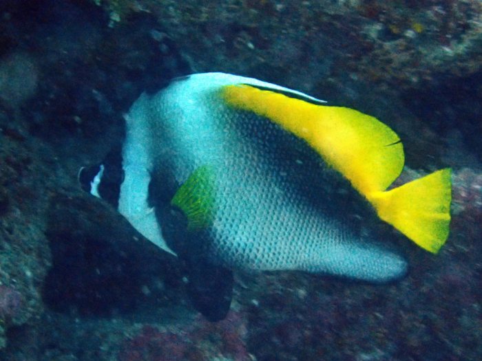 Heniochus singularius