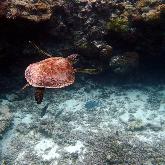 Chelonia mydas (tortue verte)