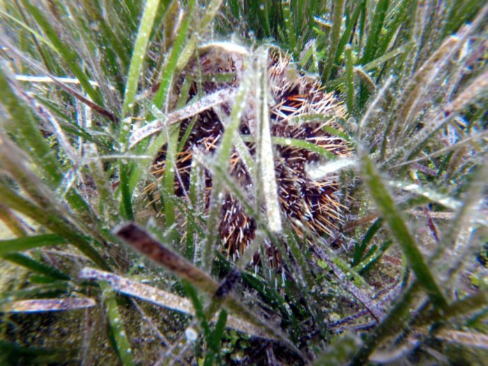 Tripneustes gratilla