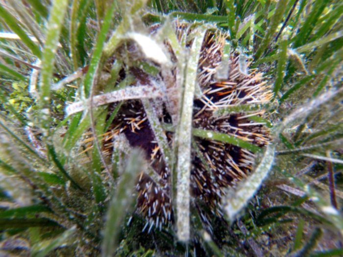 Tripneustes gratilla