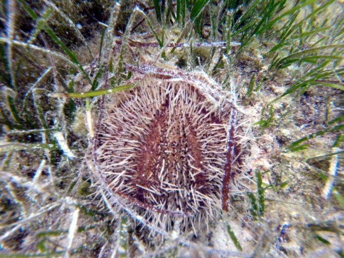 Tripneustes gratilla