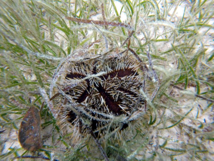 Tripneustes gratilla