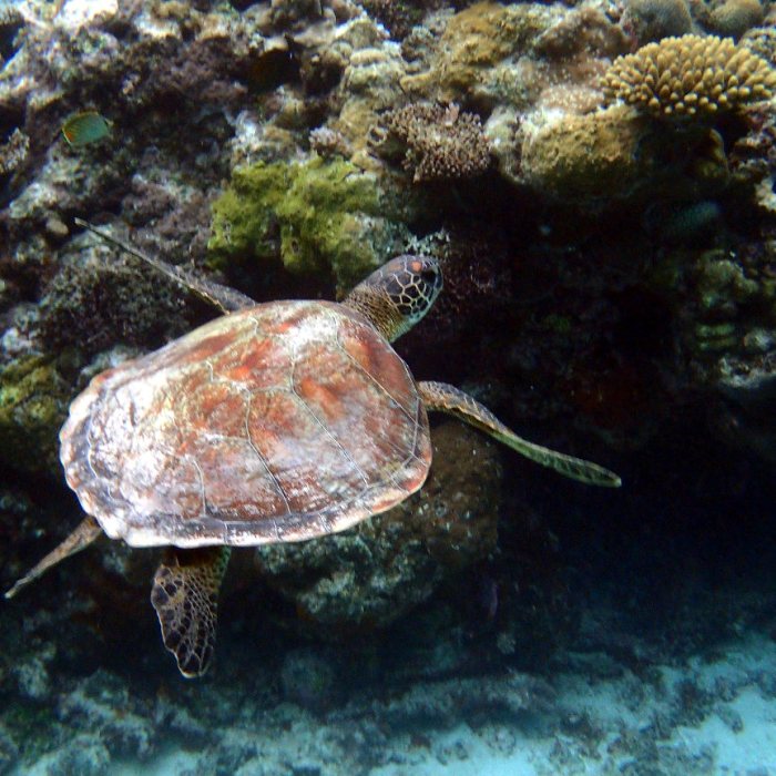 Chelonia mydas (tortue verte)