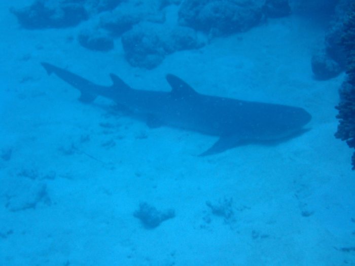 Requin à pointe blanche du lagon
