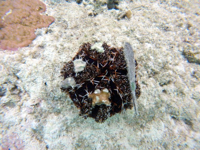 Tripneustes gratilla