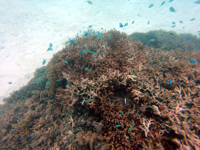 Chromis viridis