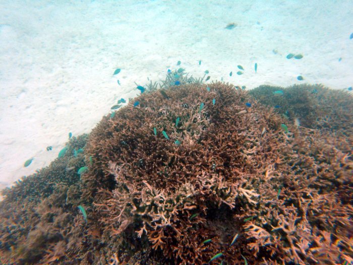 Chromis viridis