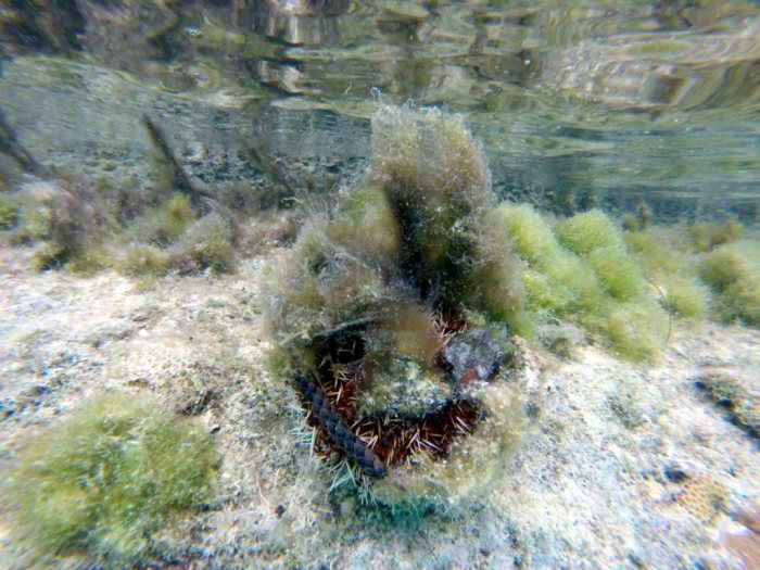 Tripneustes gratilla