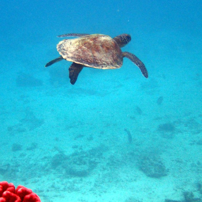Chelonia mydas (tortue verte)