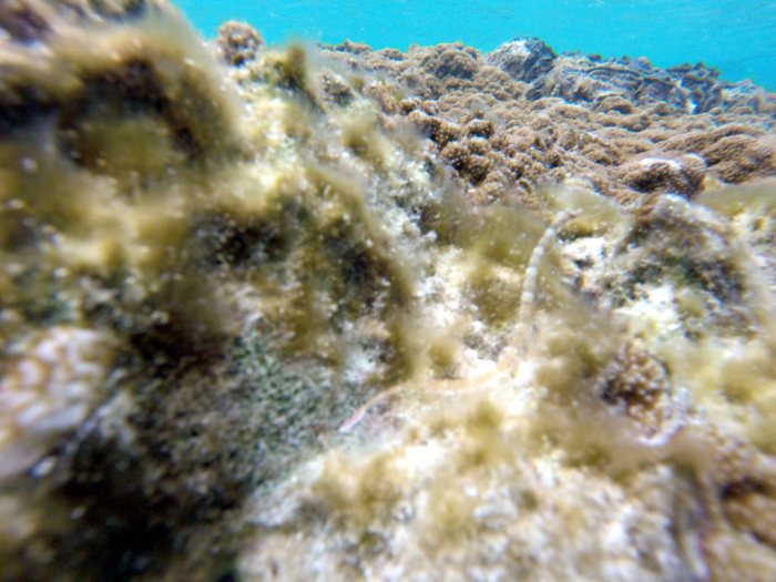 Corythoichthys haematopterus
