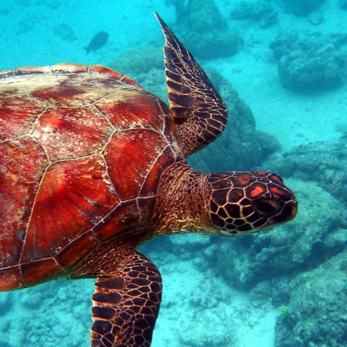 Chelonia mydas (tortue verte)