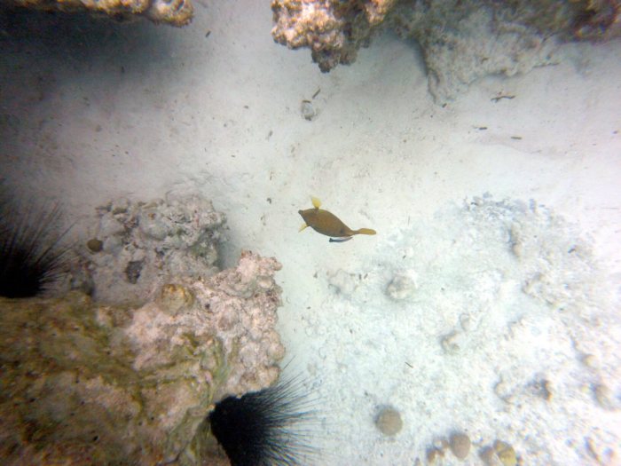 Ostracion cubicus