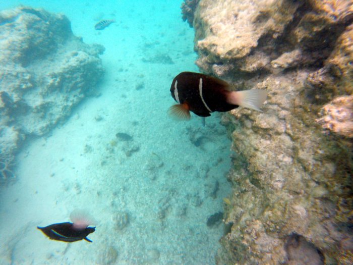 Amphiprion akindynos