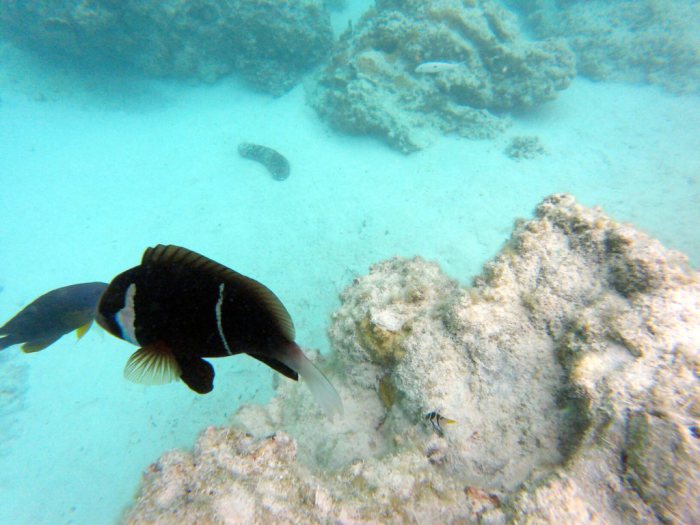 Amphiprion akindynos
