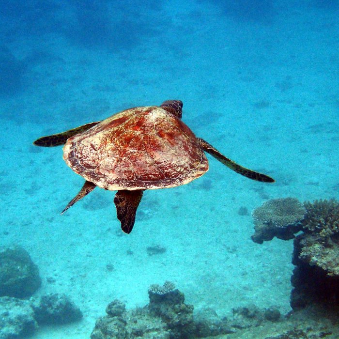 Chelonia mydas (tortue verte)