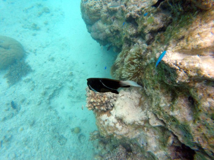 Amphiprion akindynos