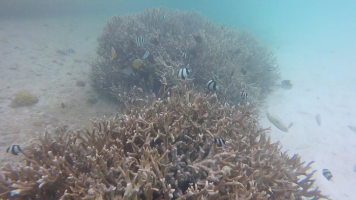 Dascyllus aruanus