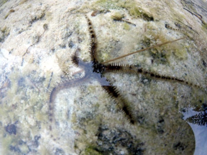 Ophiure