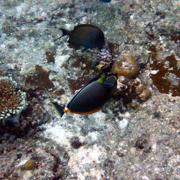 Naso lituratus