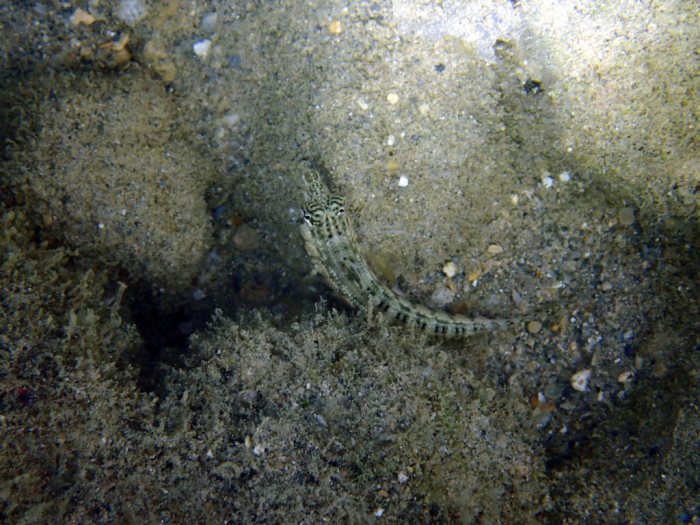 Parapercis australis