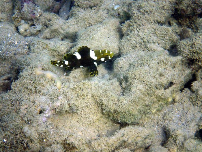 Epinephelus maculatus