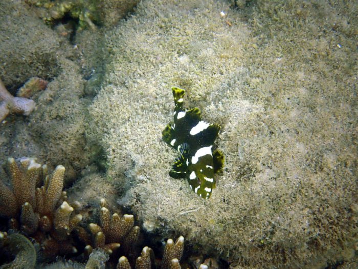 Epinephelus maculatus