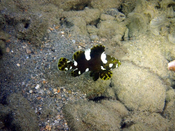 Epinephelus maculatus