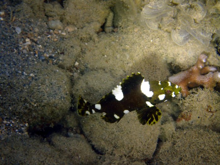 Epinephelus maculatus