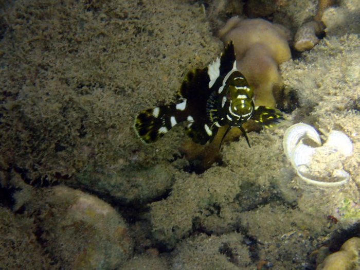 Epinephelus maculatus