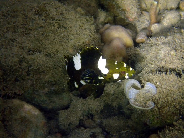 Epinephelus maculatus
