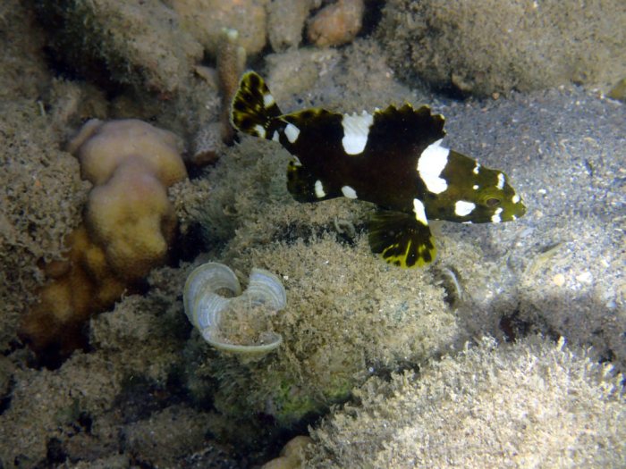 Epinephelus maculatus