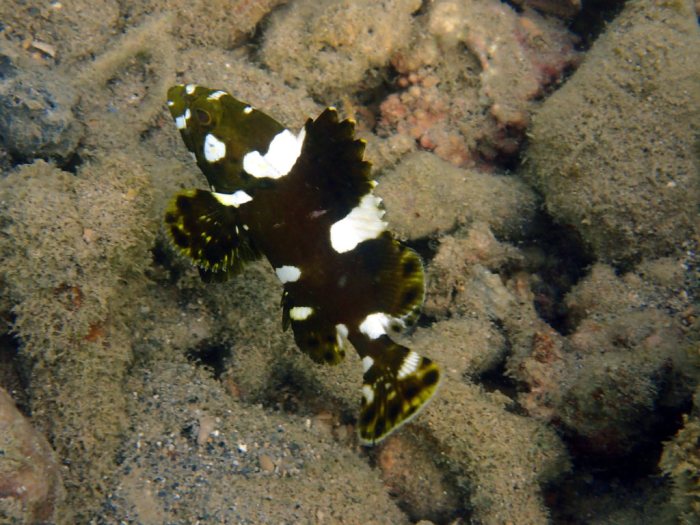 Epinephelus maculatus