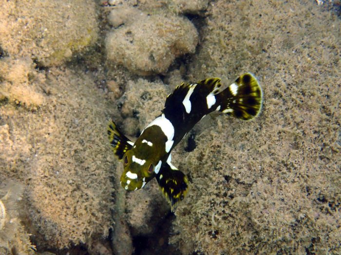 Epinephelus maculatus