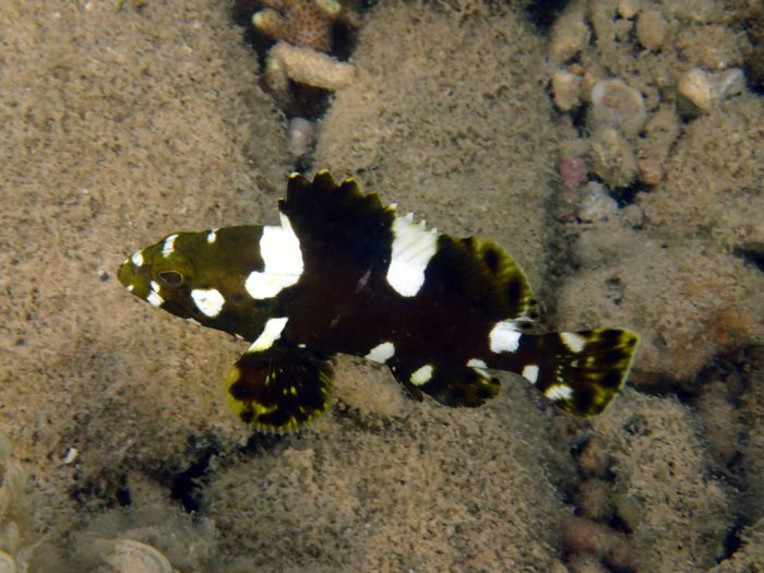 Epinephelus maculatus