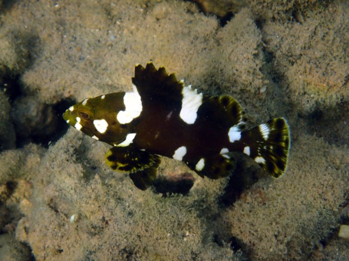 Epinephelus maculatus