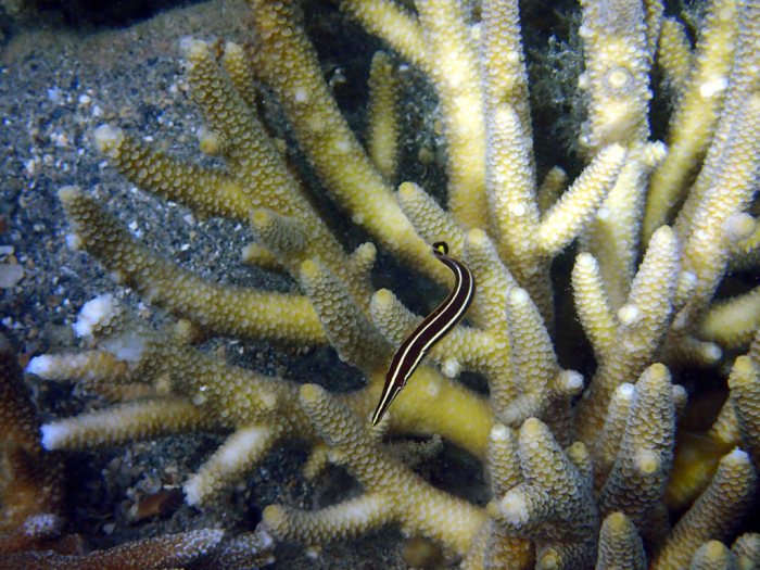 Diademichthys lineatus