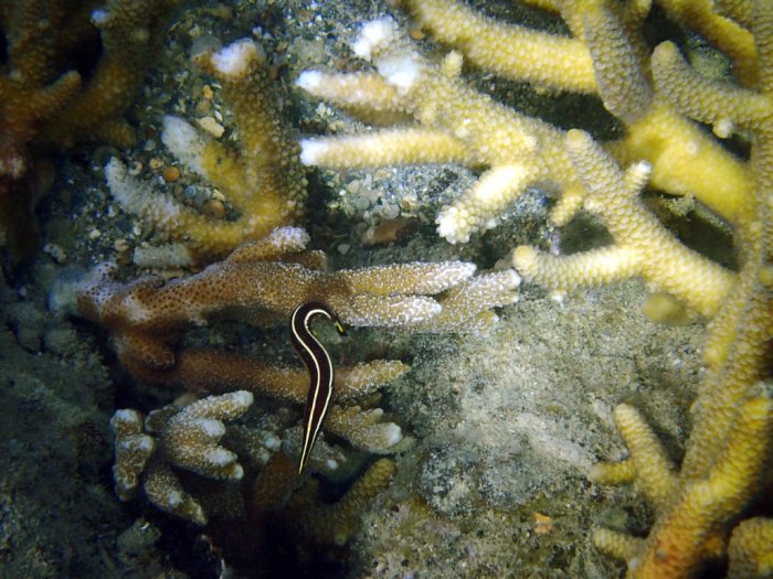 Diademichthys lineatus