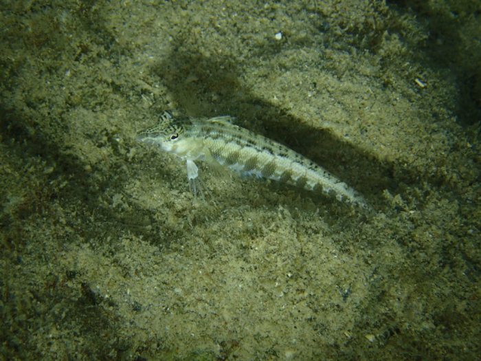 Parapercis australis