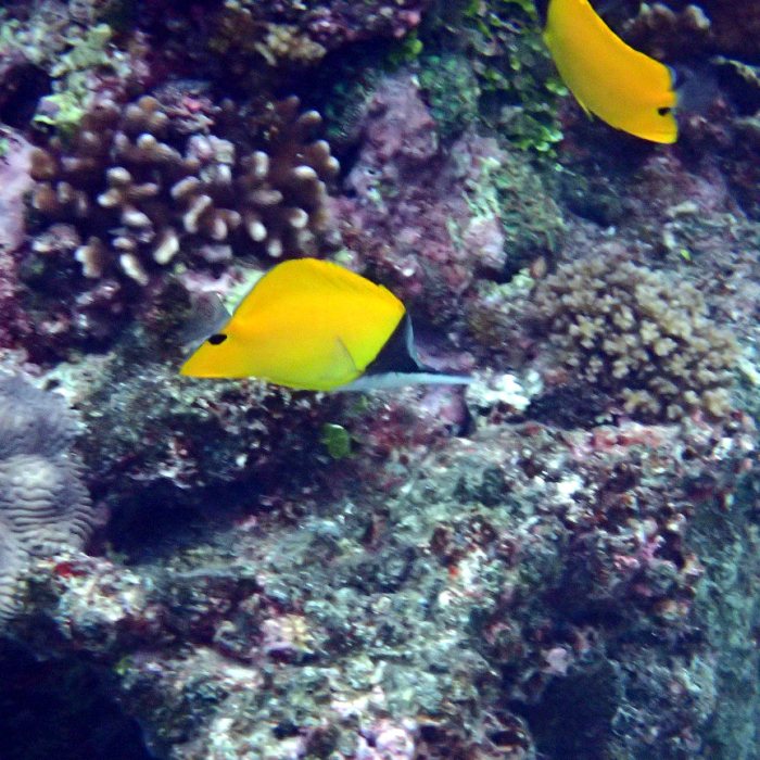 Forcipiger flavissimus