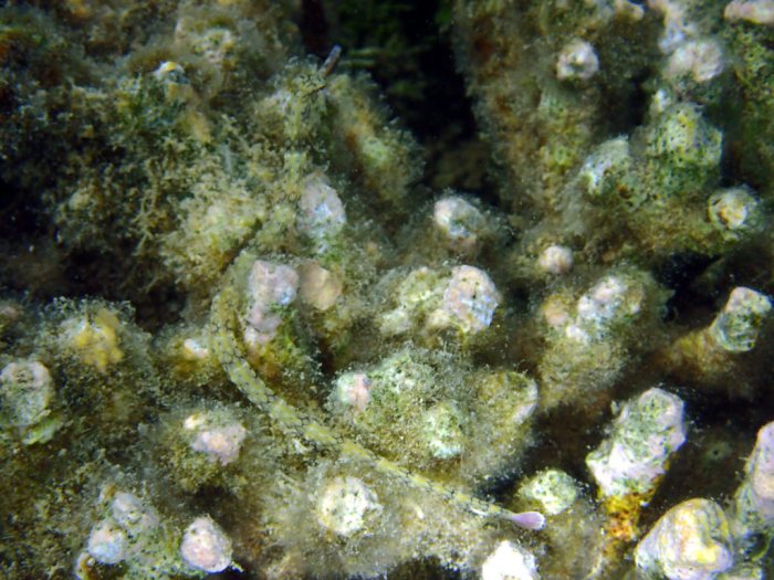 Corythoichthys haematopterus