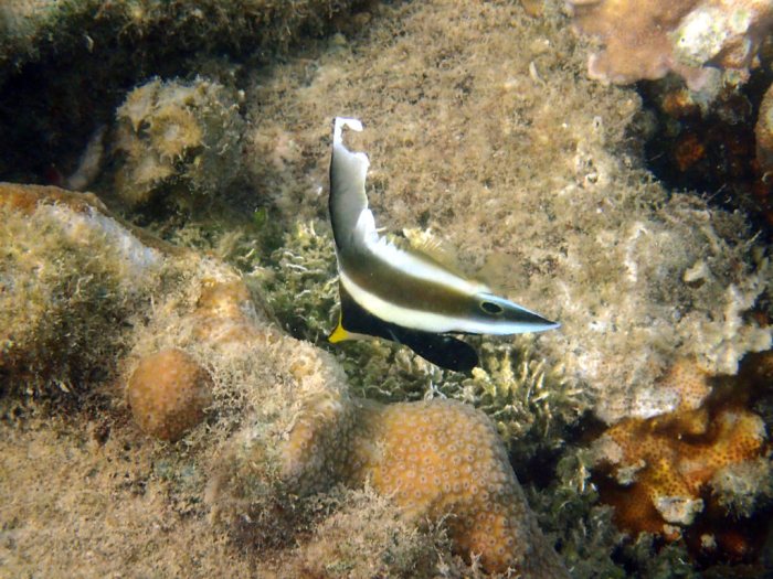 Heniochus chrysostomus