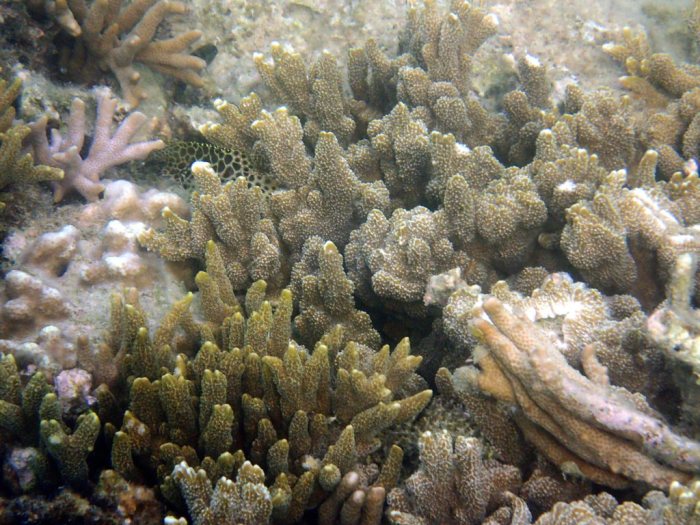 Epinephelus merra