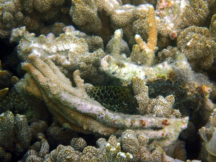 Epinephelus merra