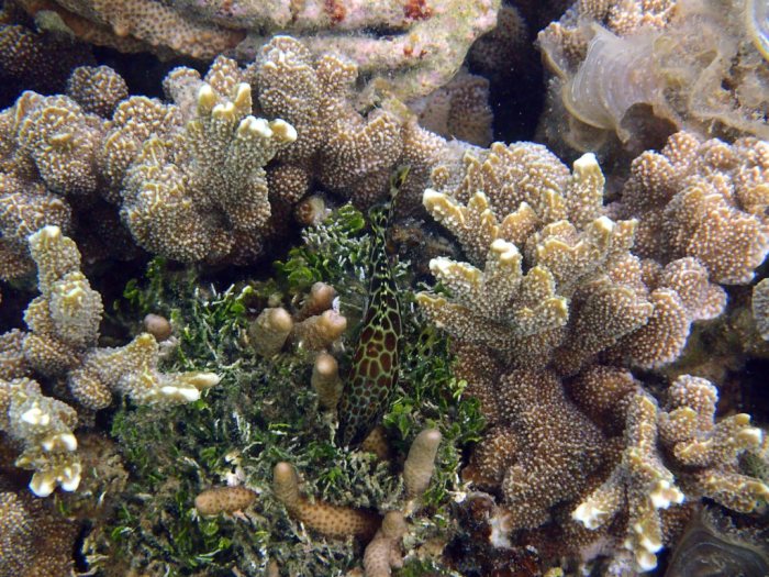 Epinephelus merra
