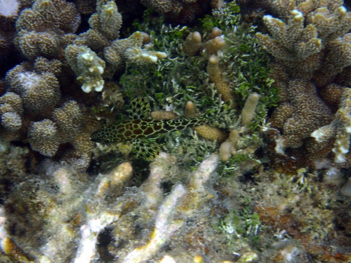 Epinephelus merra