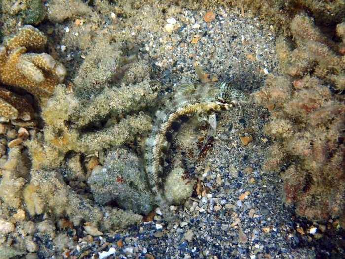 Parapercis australis