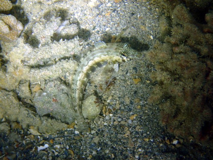 Parapercis australis